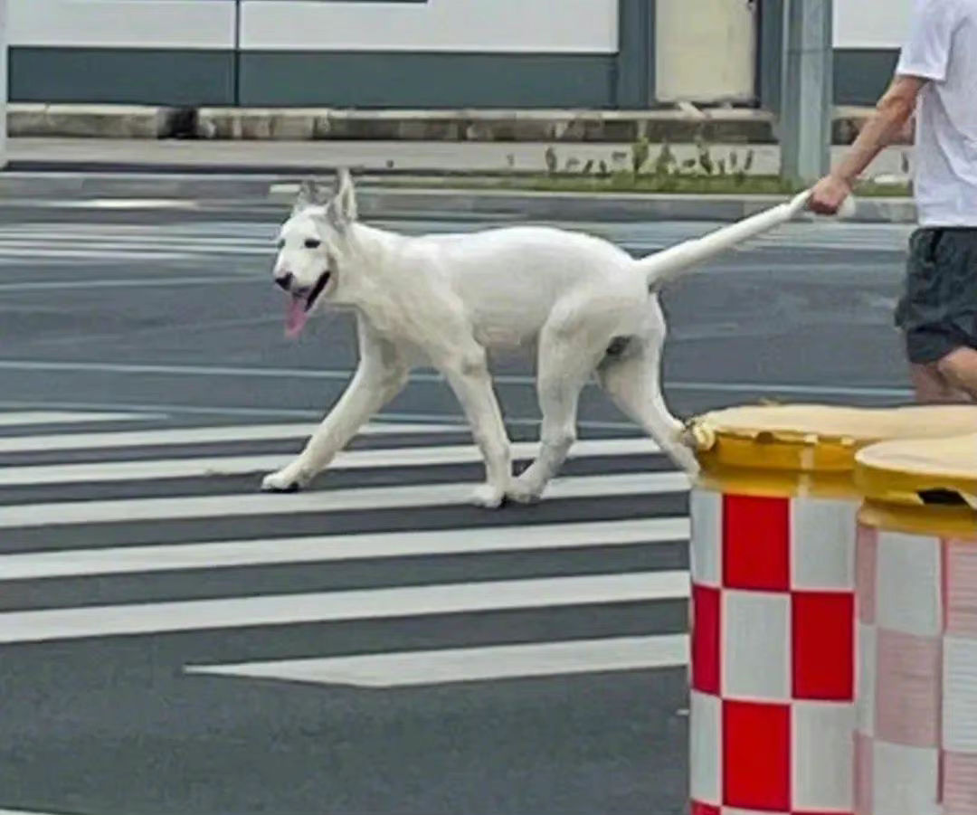 从“炫技”到“拼场景”四足机器人后来者能分到蛋糕吗？(图1)